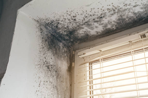 Affordable Mold Remediation solutions in Ahoskie, NC
